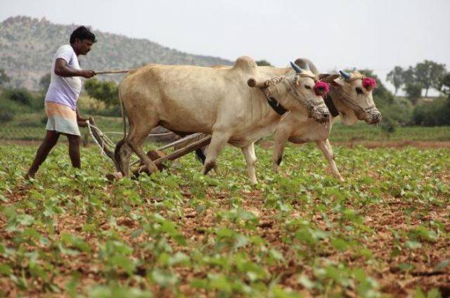 tamil nadu