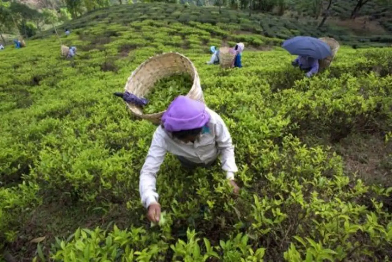 tea growers