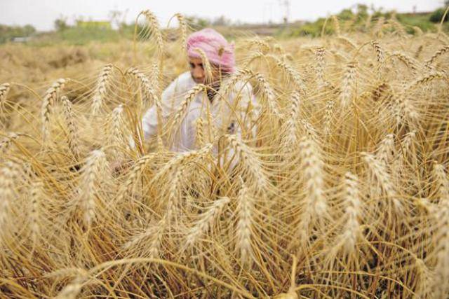 wheat farmer