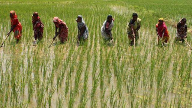 rice farmer