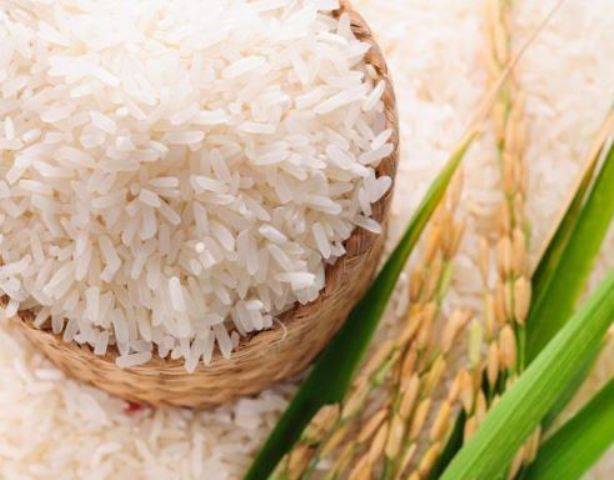 rice variety