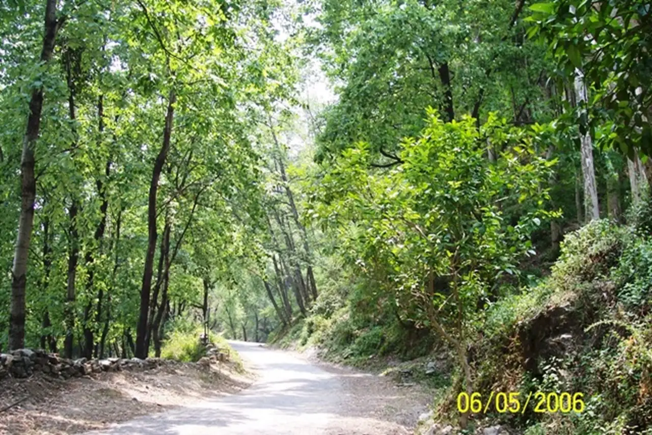 Wilderness trail along Chopta Reserve forest