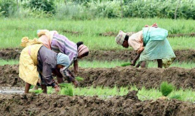 Mangalore Chemicals and Fertilizers’ Closure will Hit Farmers in Karnataka