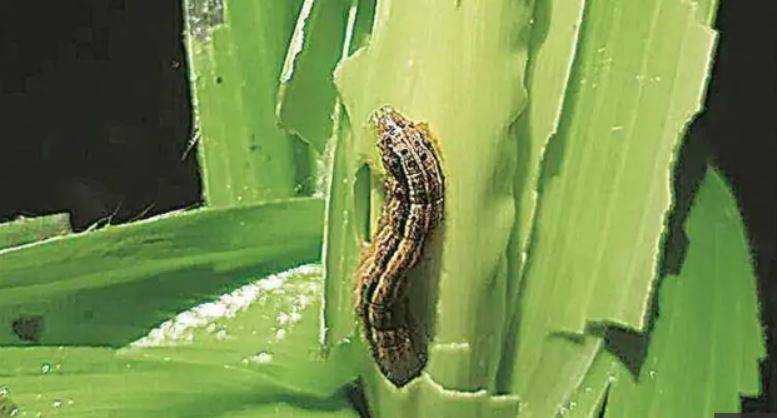 fall armyworm attack