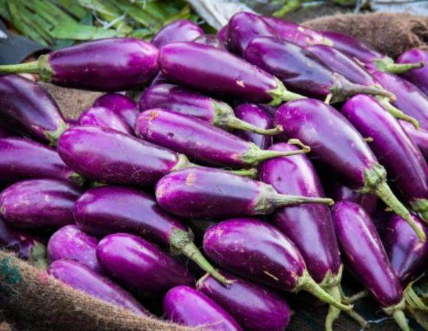 bt brinjal