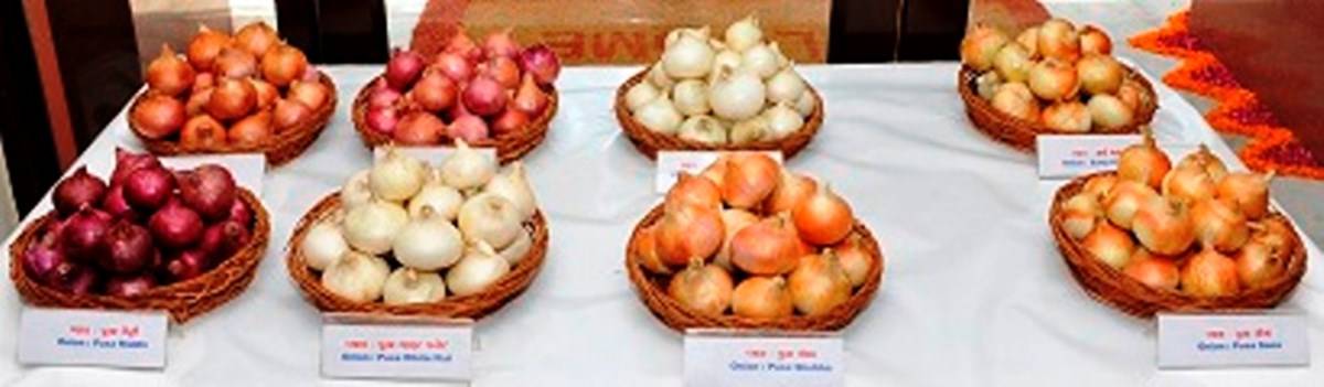 Different Varieties of Onion