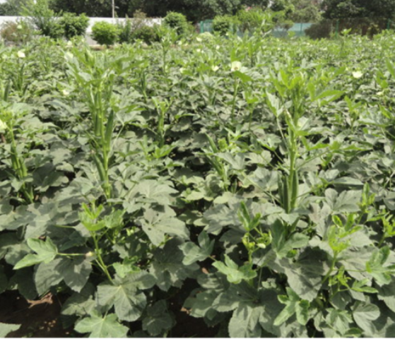 Field view of okra variety Pusa Bhindi-5 (DOV-66).