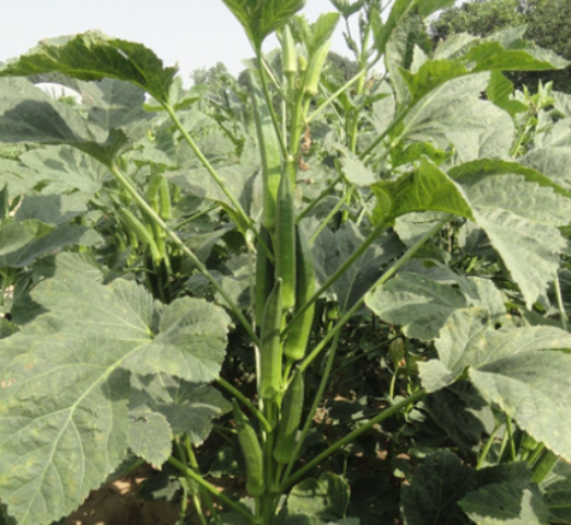 Field view of fruits and individual plant of okra variety Pusa Bhindi- 5 (DOV-66).