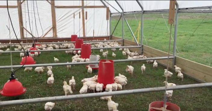 Download Benefits, Latest Method & Marketing of Poultry Farming ...