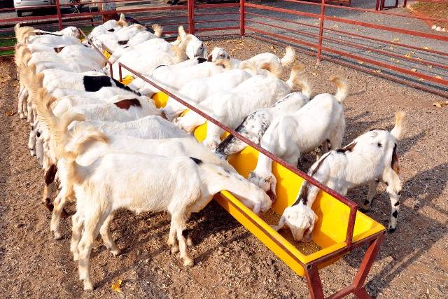 The Basics to Successful Goat Farming Business