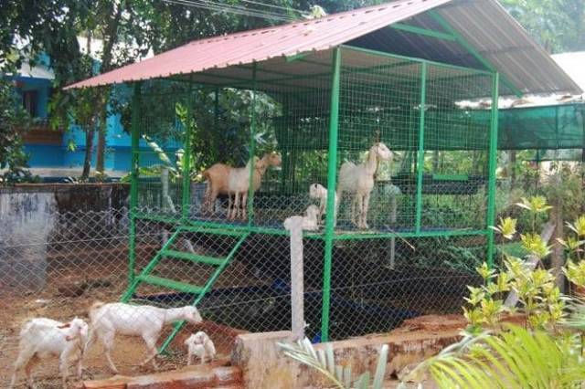 Goat Farm