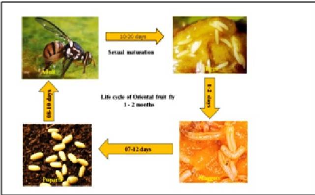 Different stages of fruit fly and their duration