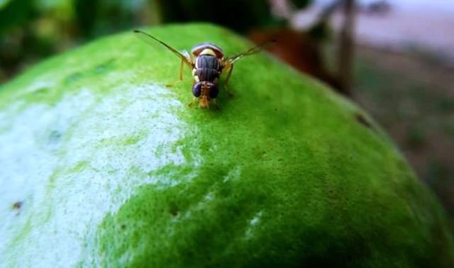 Fruit Fly; a Noxious Pest of Guava Fruit Crops & its Eco-friendly ...