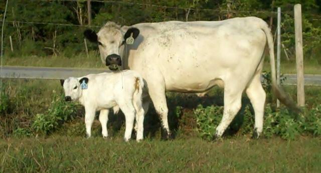 Heifer feeding