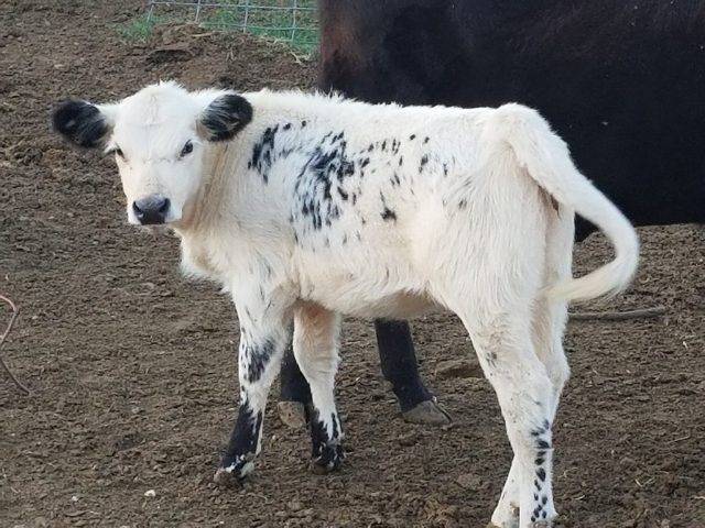 calf management