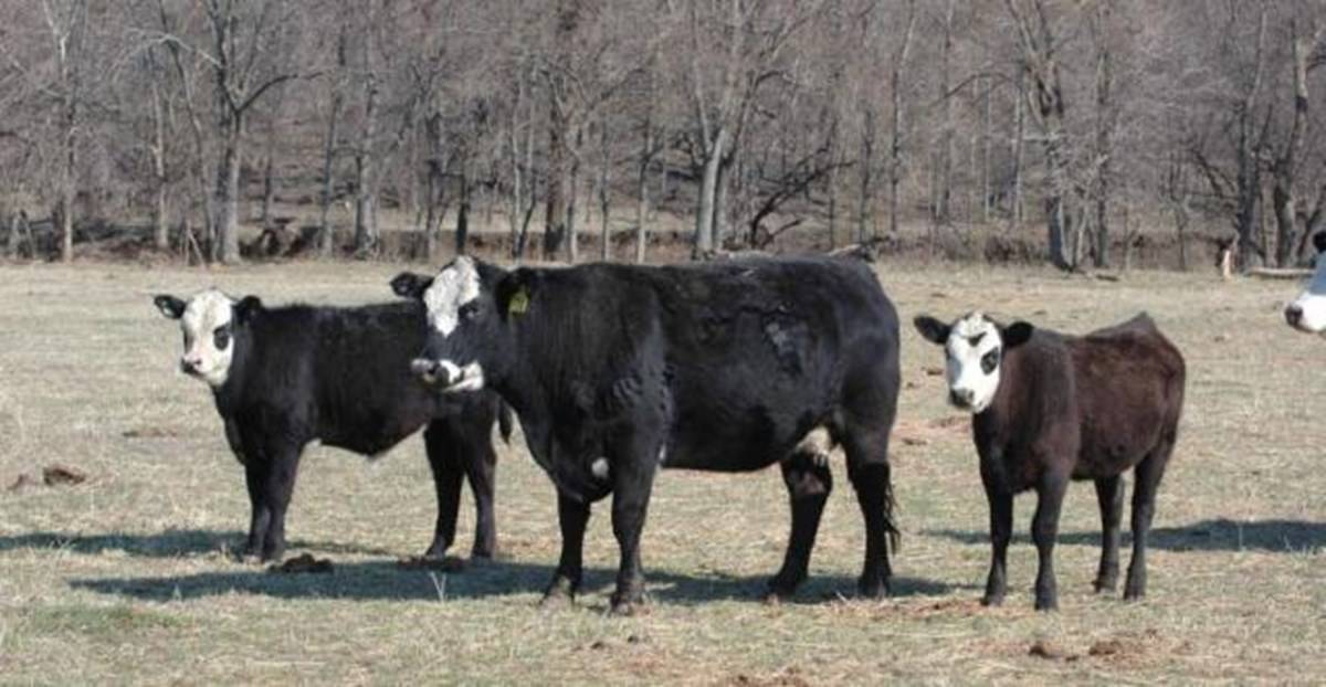 Heifer calf
