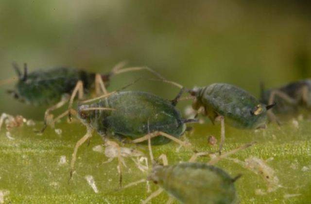 aphids