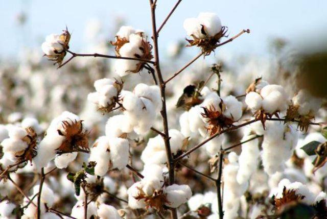 cotton crop