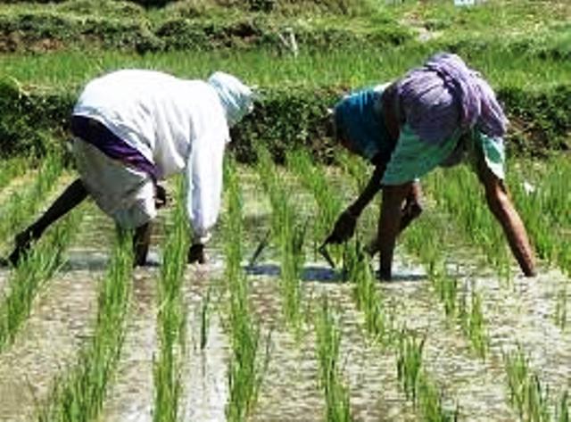 How To Do Rice Cultivation In Lowland Areas