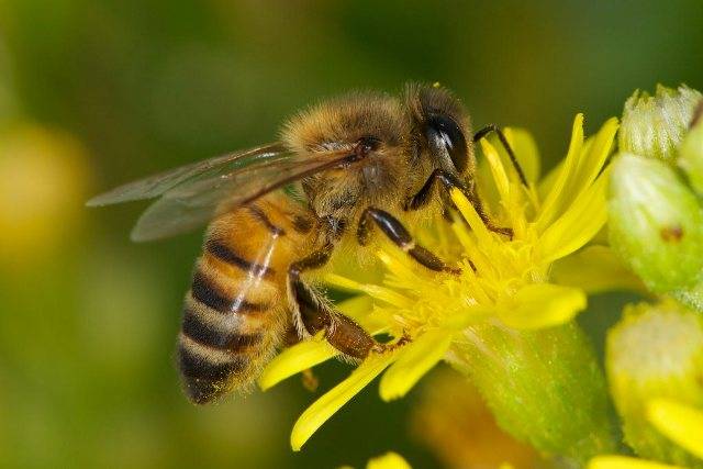 apismellifera