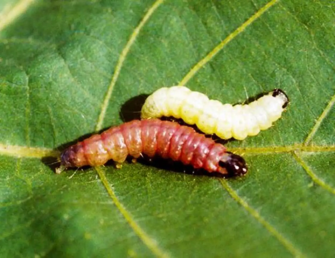 american bollworm