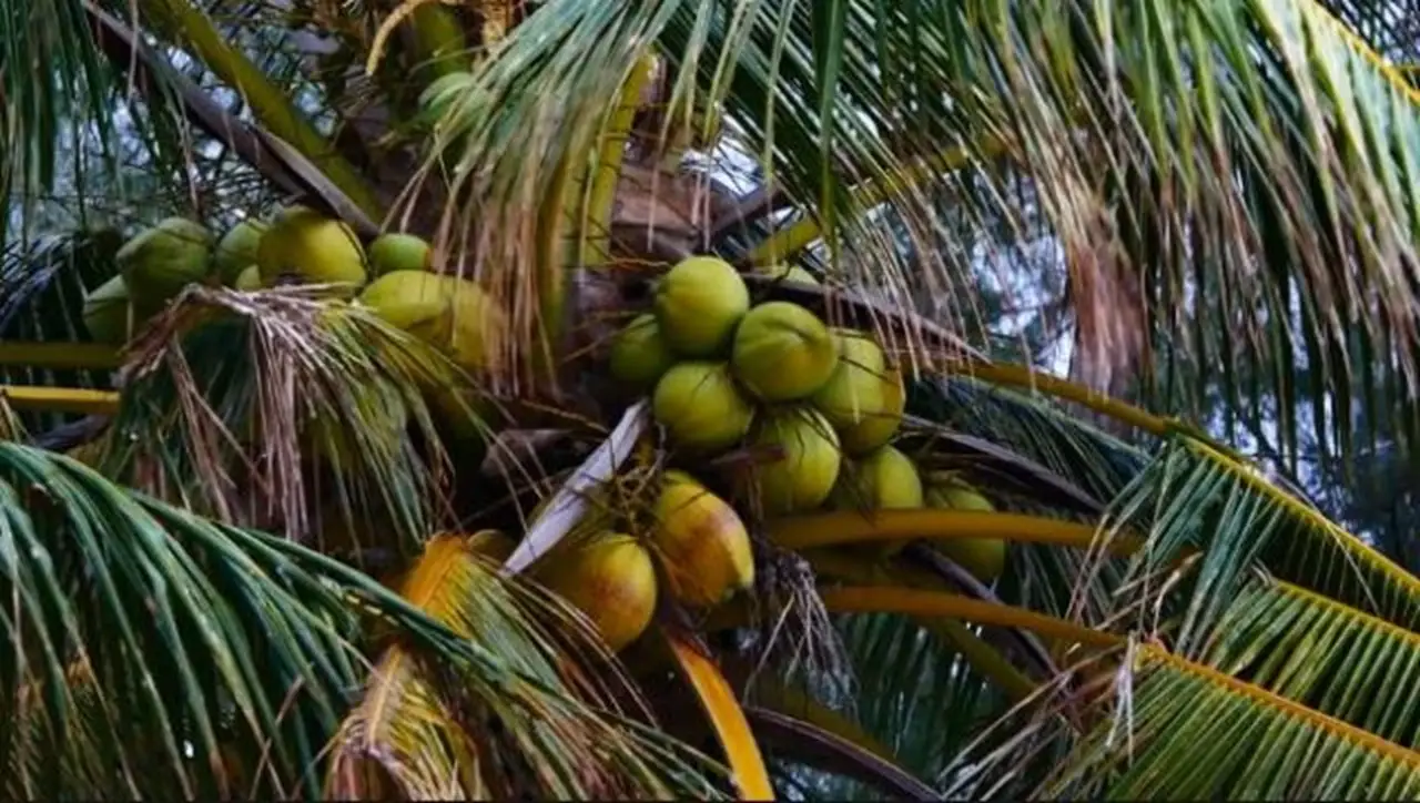 coconut board