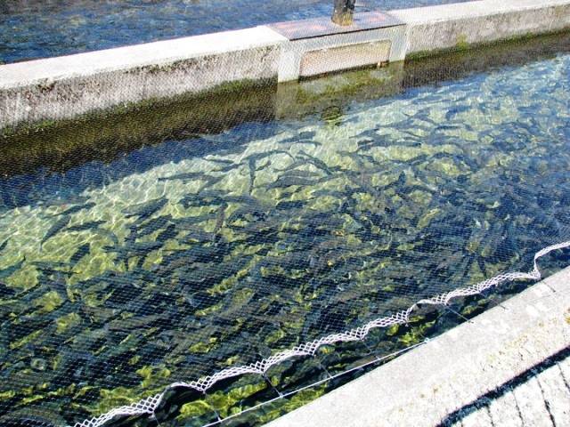 Nursery pond