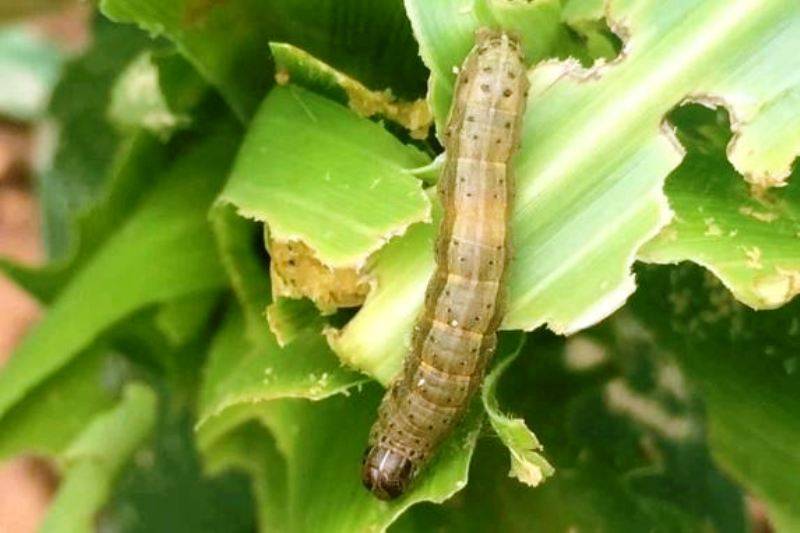 Fall armyworm