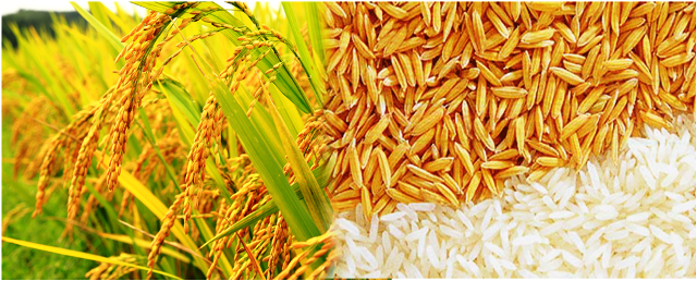 Rice Wheat
