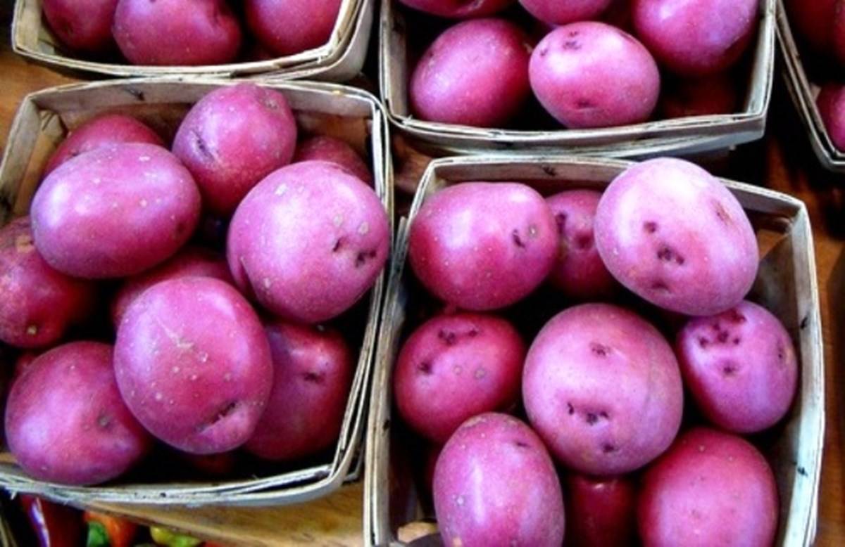 flickr_purple_potatoes