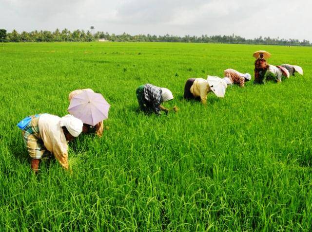 Paddy Farming