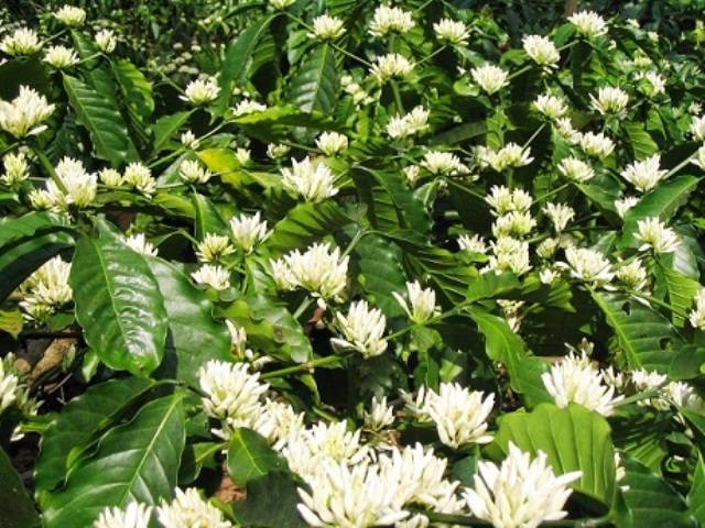 Coffee blooms