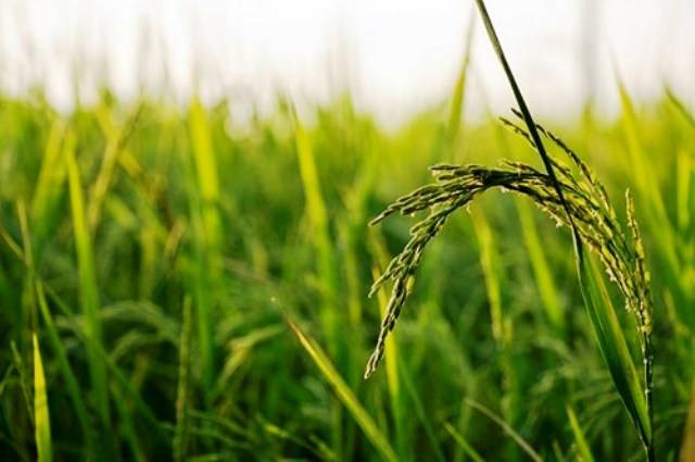 Rice Crop