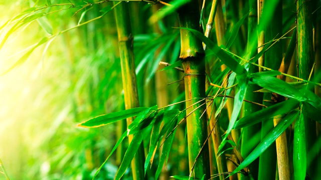 Bamboo