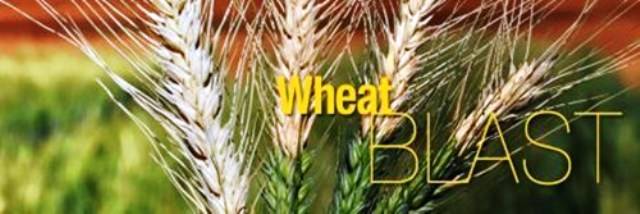 wheat