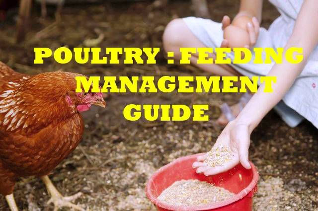 Download How And What To Feed Chickens With