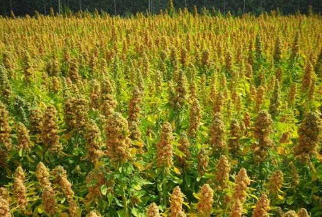 quinoa plantation