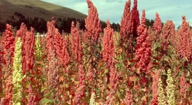 quinoa production