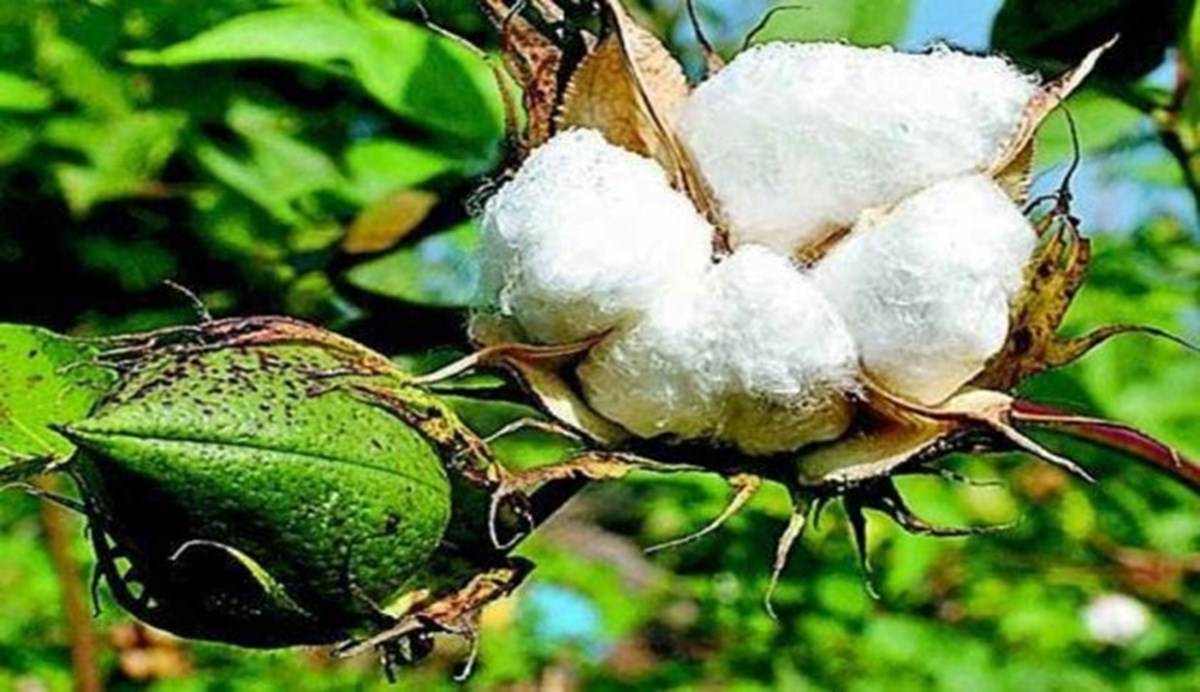 370-varieties-of-bt-cotton-gets-the-sale-licences-in-maharashtra