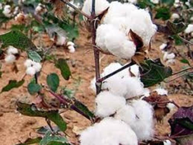 Cotton