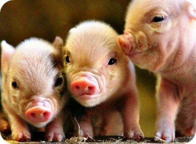 Three piglets