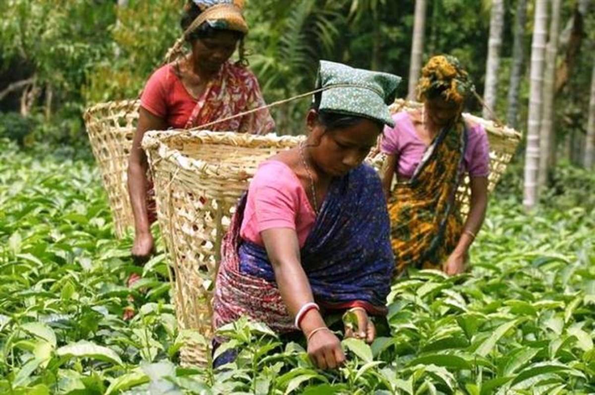 tea-garden-labourers-in-assam-photo-reuters