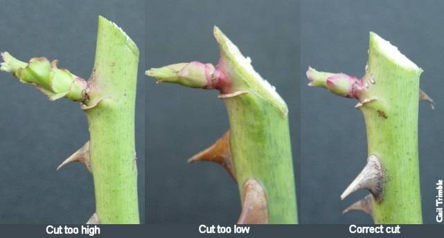 The right way to cut stem of rose plant