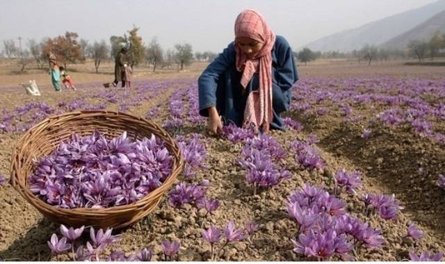 harvestingsaffron