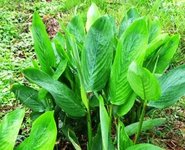 Arrowroot A Multipurpose Crop