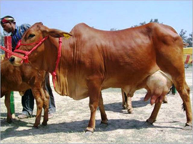 sahiwal Cow