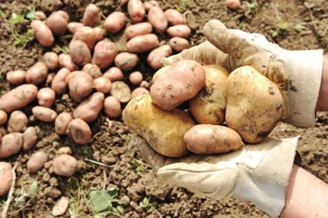 harvest of potatoes