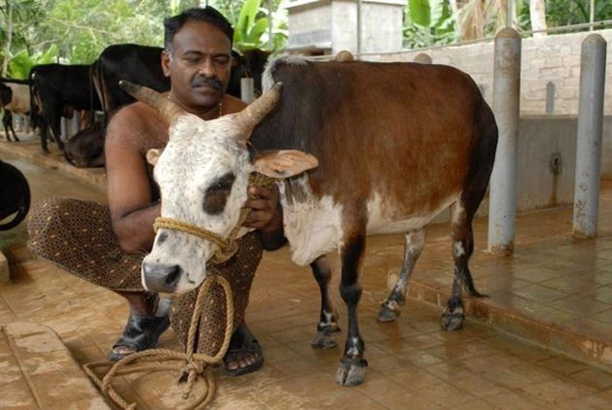 Eats Least, Produces Most : Meet WORLD's smallest COW