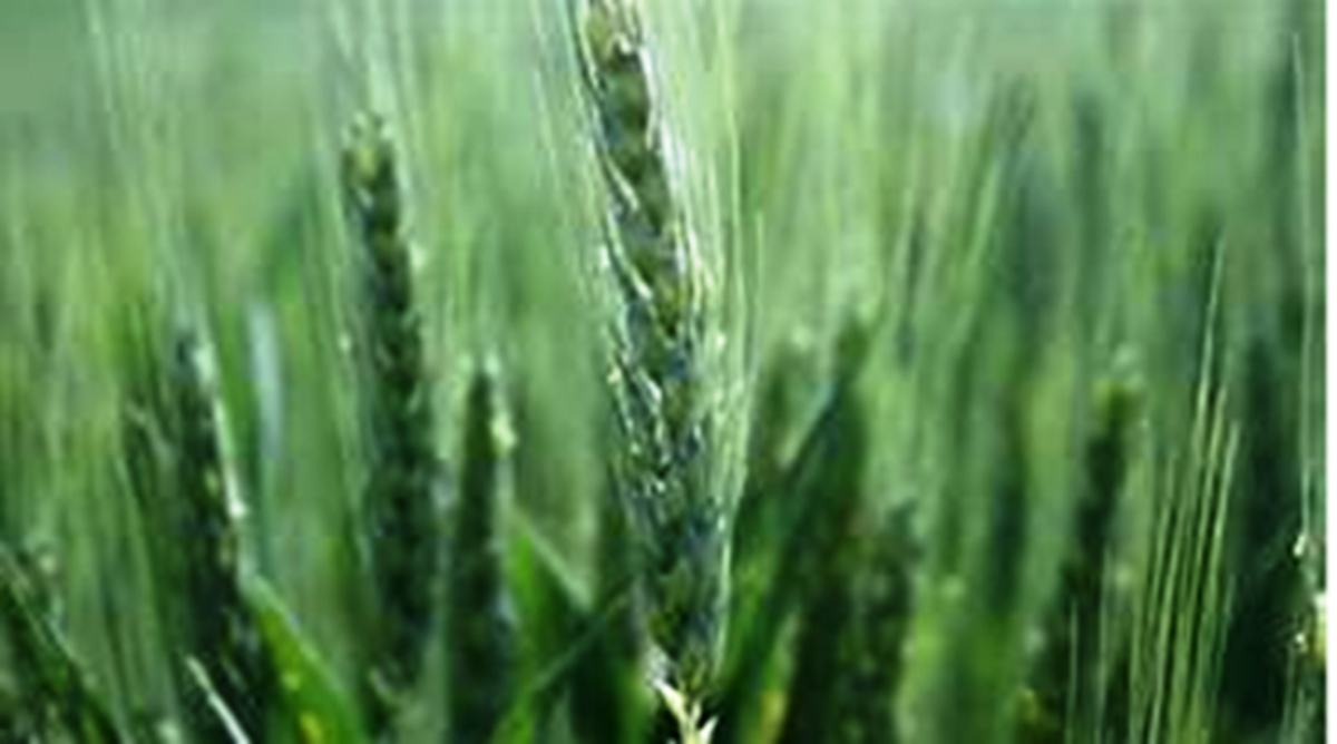 Stressed Wheat output in North India