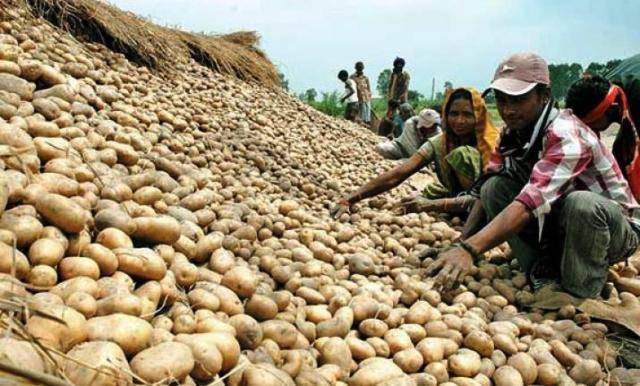 India Potato Production